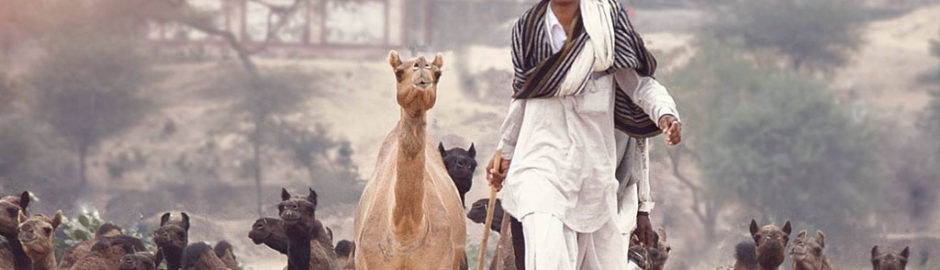 camel fair pushkar 2018