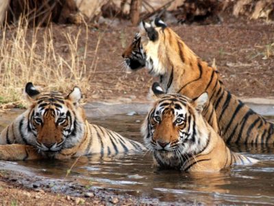 Corbett_Natioanal_Park_best_India_Tour_Packages
